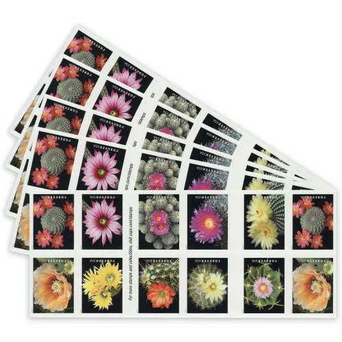 Cactus Flowers