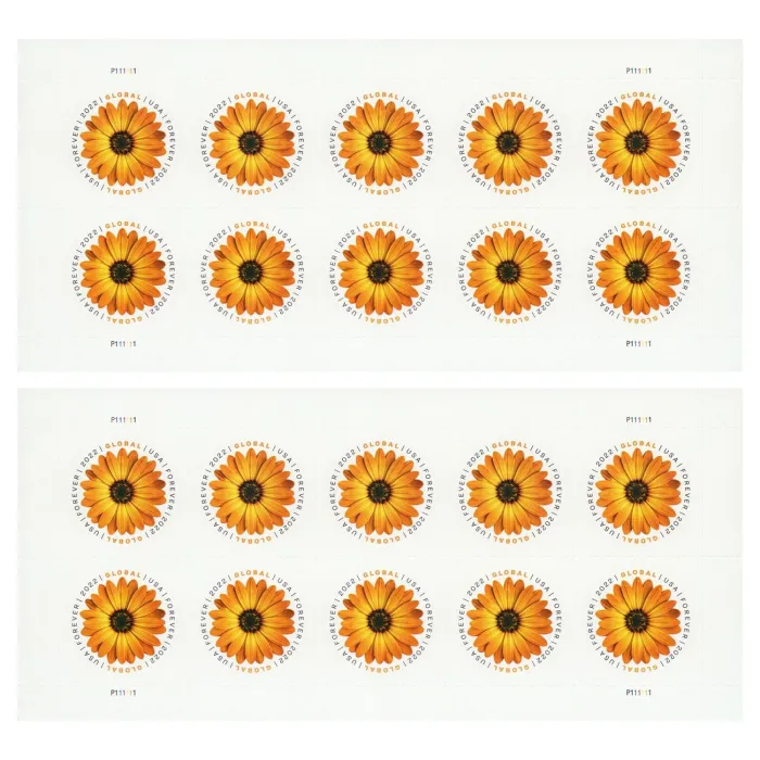 African Daisy