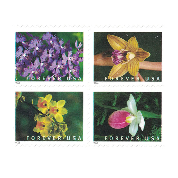 Wild Orchids