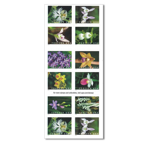 Wild Orchids