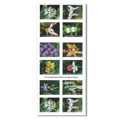 Wild Orchids