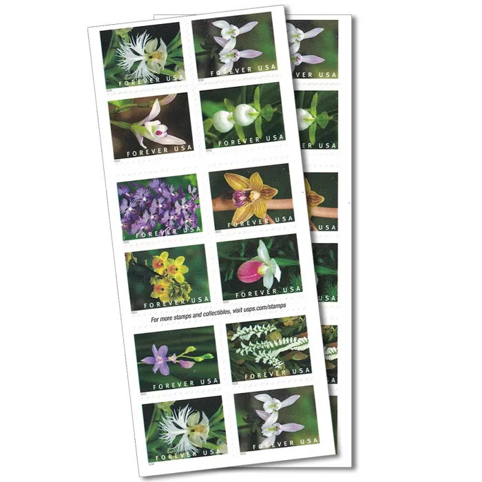 Wild Orchids