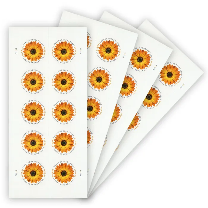 African Daisy