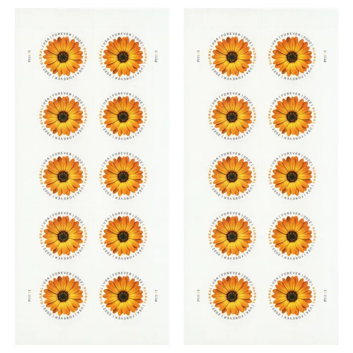 African Daisy