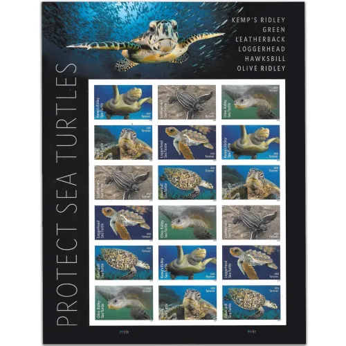 Protect Sea Turtles