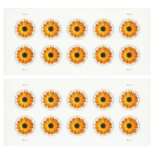 African Daisy