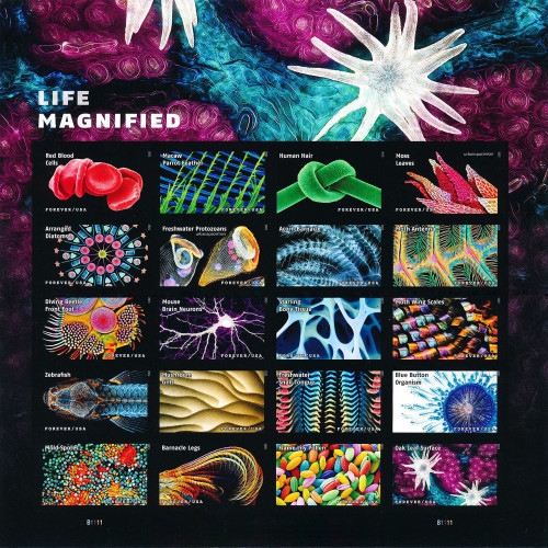 Life Magnified