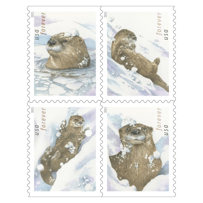 Otters In Snow