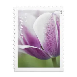 Tulip Blossoms