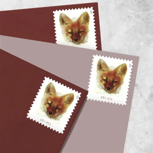 Red Fox 2023
