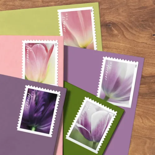 Tulip Blossoms