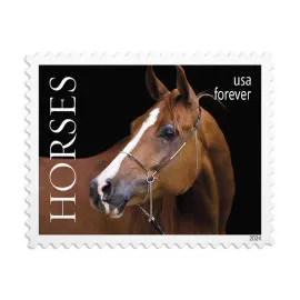 Horses 2024