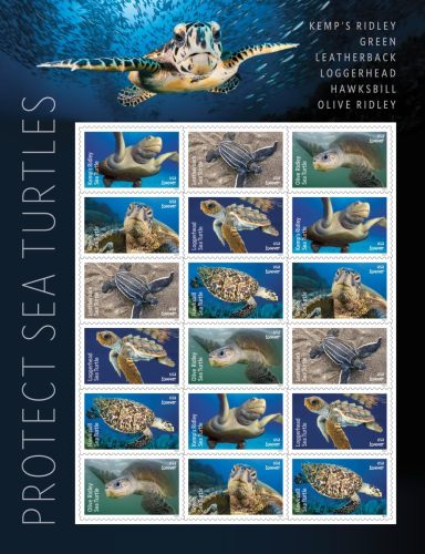Protect Sea Turtles 2024