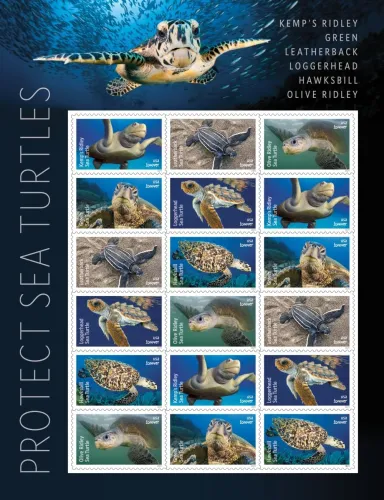 Protect Sea Turtles 2024