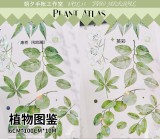 sale 100【朝夕】 マステ  植物图鉴 贝壳光