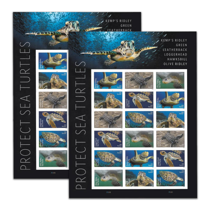 Protect Sea Turtles