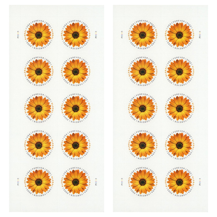 African Daisy
