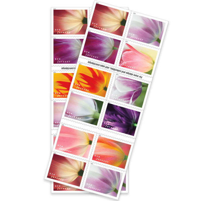 Tulip Blossoms