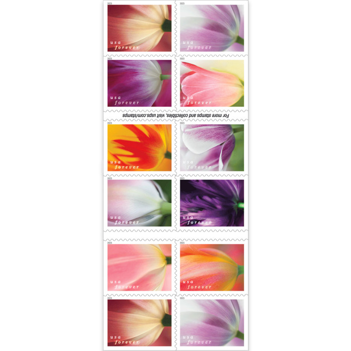 Tulip Blossoms