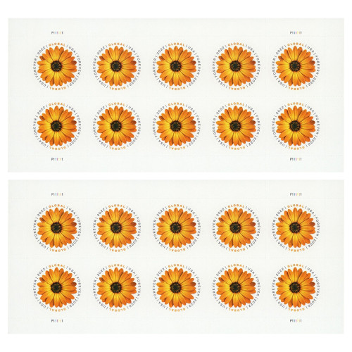 African Daisy