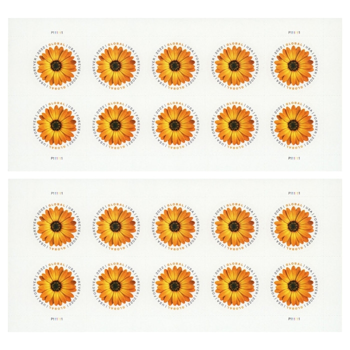 African Daisy