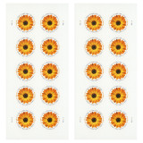African Daisy