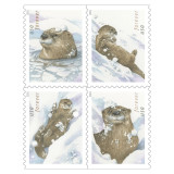 Otters In Snow