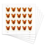 Red Fox