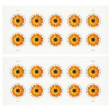 African Daisy