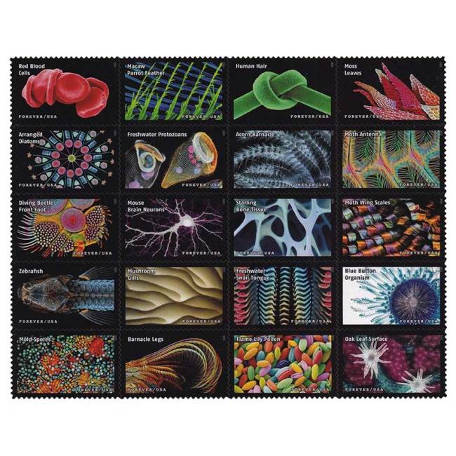 Life Magnified