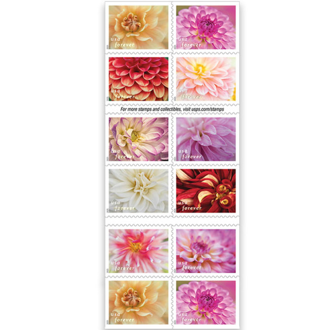 Dahlias