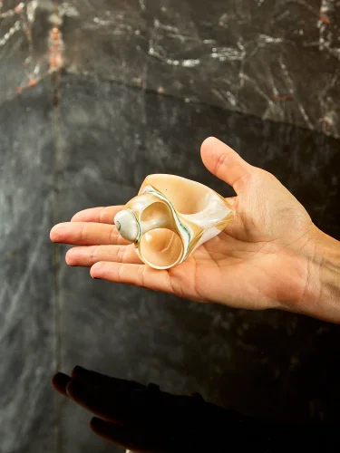 Shell napkin ring set