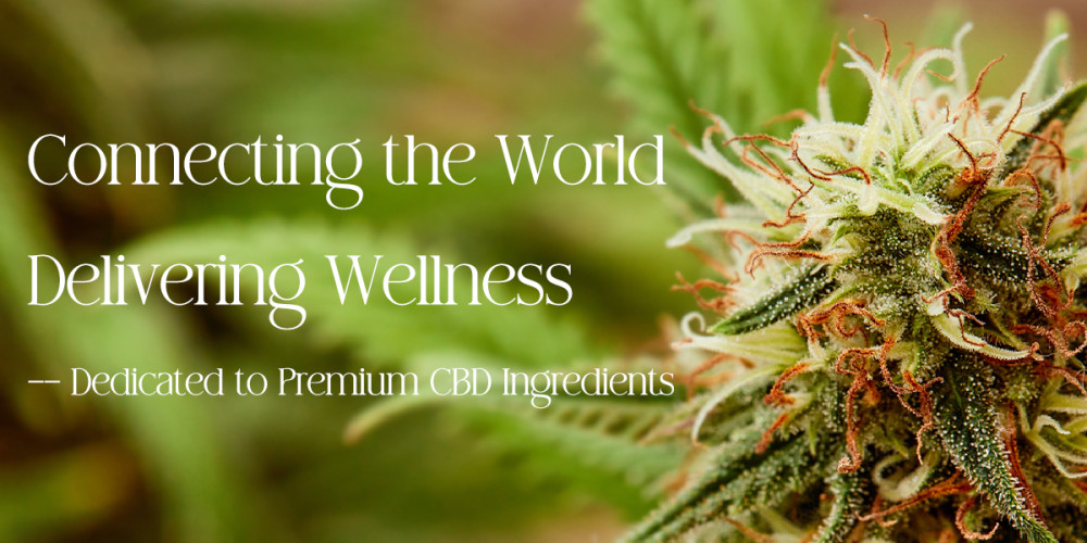 Industrial hemp from which high-quality CBD isolate can be extracted