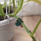 Plant clips, orchid clips, plant and orchid support clips, vine clips, used to support stems, vines, and stalks, helping climbing plants grow upright.