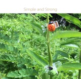 Ladybug plant clips, orchid support clips, vine clips, plant clips for supporting flowering orchids and vines (mixed colors)