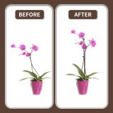 10Pcs Plant Support Stakes with 15 Pcs Plant Clips, Plant Sticks for Indoor and Outdoor Plants, Orchid Clips and Stakes,16inch Tall Bendable Single Stem Flower Stakes Bendable (10, Brown-16inch)
